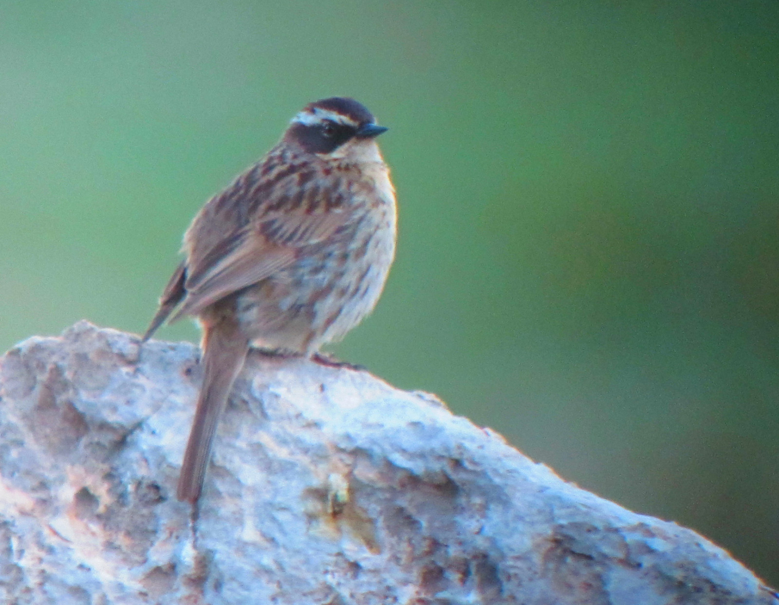 image Radde's Accentor